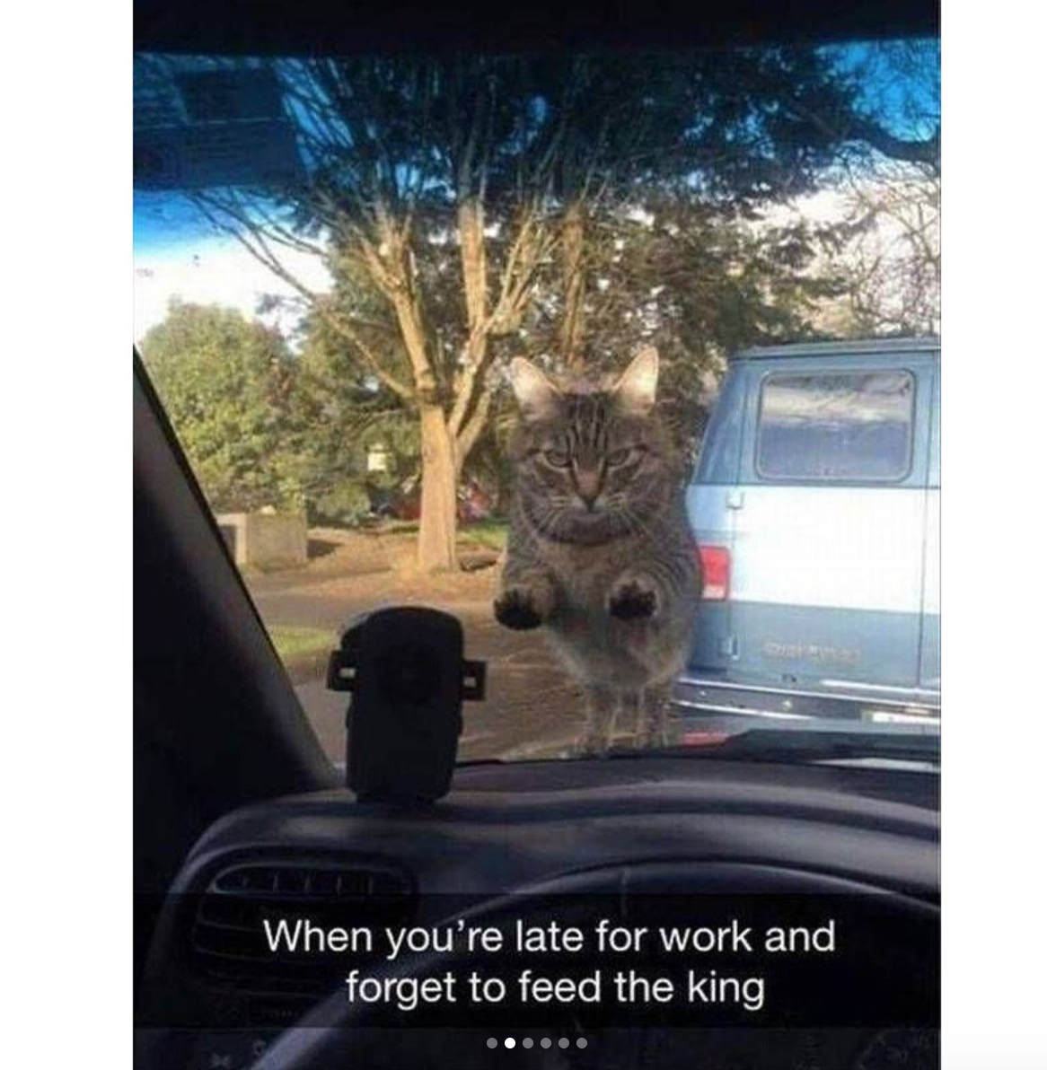 babyanimalgifs:Cat snaps