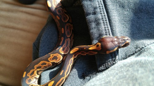 aruneaux:A good snoodle (snake noodle)