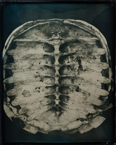 Daguerrotype photograph of a snapping turtle spine, by Robin Dreyer