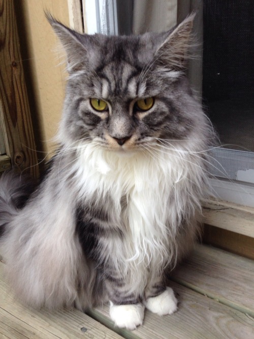 stephaniedanielle: My cat is oh so serious