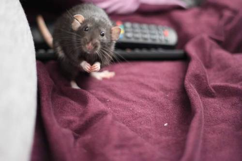 guldfiskn:  Yesterday, my beloved little fuzzball Nymeria passed away.  My faithful companion, my heart rat, my Everything. She’s up on the big Food Cloud now, eating all the nuts and seeds and cucumber she can get her cute little paws on.  💖💖💖💖💖💖💖💖💖💖💖💖💖💖