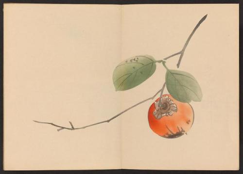 smithsonianlibraries: This color woodblock print of a persimmon has us feeling very autumnal.  