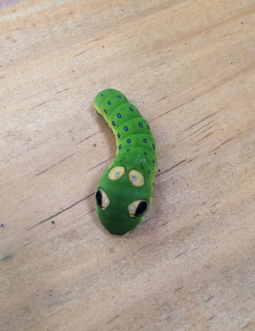 cuteanimalspics:  Saw this guy on my deck today (Source: http://ift.tt/1IwCHUv)