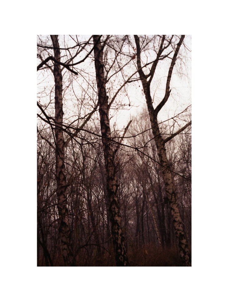 evamariagrossmann:  tiergarten   12/12