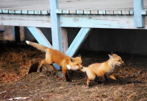 everythingfox:merp
