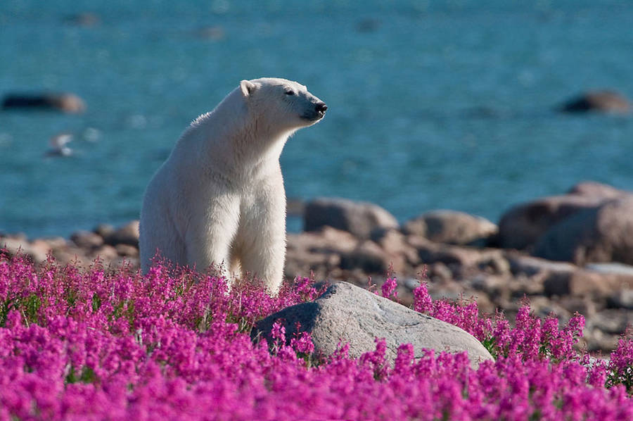 landscape-photo-graphy:  Adorable Polar Bear Plays in Flower Fields Canadian photographer