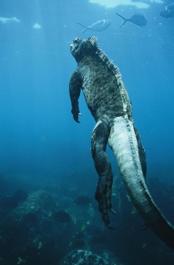 rhamphotheca:  A marine iguana (Amblyrhynchus cristatus)ascends to the surface to breathe, after diving to graze on algae. Galapagos Islands. 