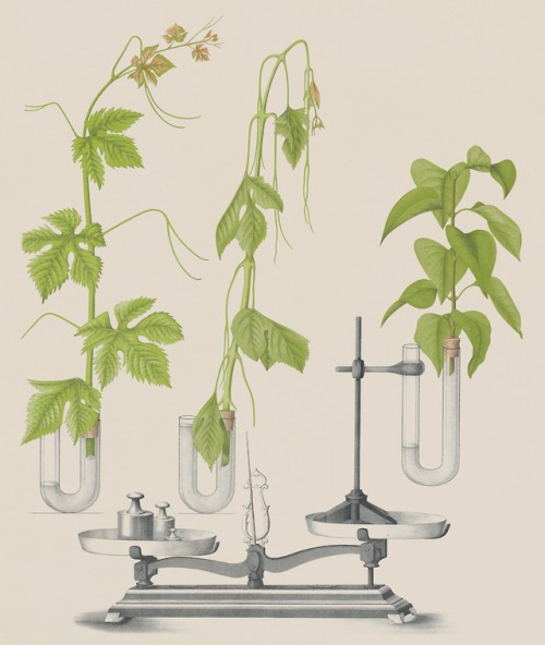 clawmarks: Transpiration. Planches de physiologie végétale - Léo Abra