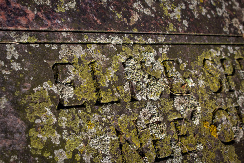 microcosmicobservations:The local graveyard is such a good place to look for lichens.Facebook | YouT