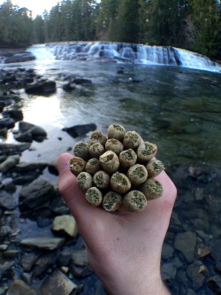 tasmaniantoker:Waterfalls and raws 😎