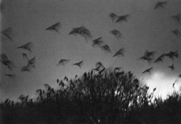 socialpsychopathblr:Karasu – Solitude Of Ravens, by Masahisa Fukase.Karasu is