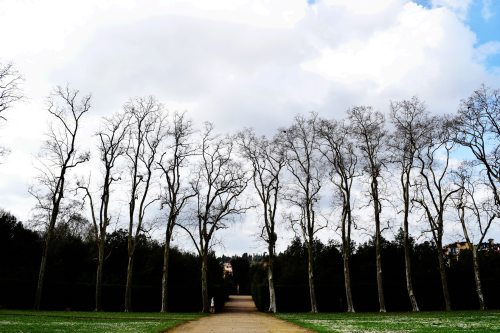 tree rows