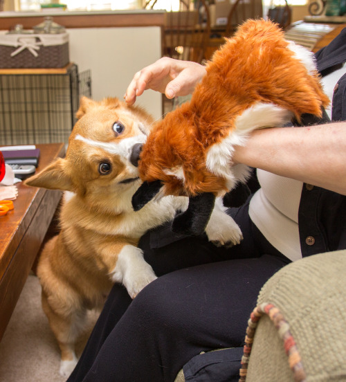 otisthecorgi:  New Fox Day is a very important day on the FrogDog’s calendar. 