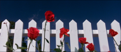 sams-film-stills:  Blue Velvet (1986) Dir.