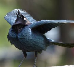 Actuallycute:  Brewer’s Male Blackbird | Eugene Beckes