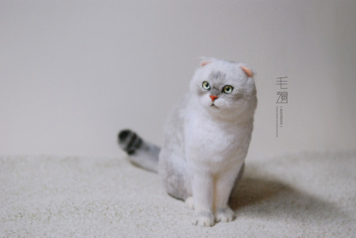 ▋Scottishfold ( custom-made ) Sculpture approximately 10 x 13 x 18 cm ( not including the tail )