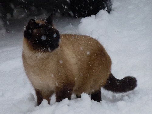 teapotsahoy:It’s a beautiful cat, but it’s the look of baffled outrage that makes it for me. 