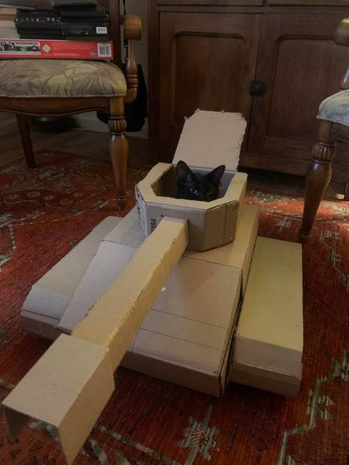 “Quarantine had me bored so my stepdad and I made a cat tank that we saw somewhere on reddit”(Source