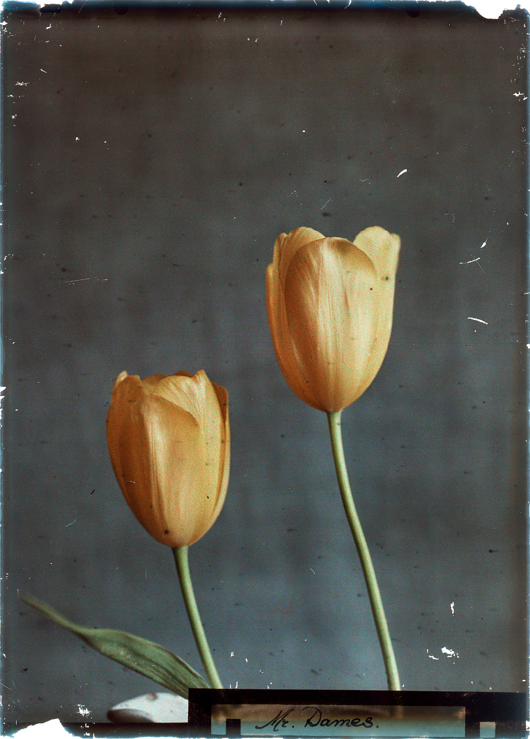 Uil solide Boren un regard oblique — Leendert Blok :: Tulips, Mr. Dames, Lisse, The...