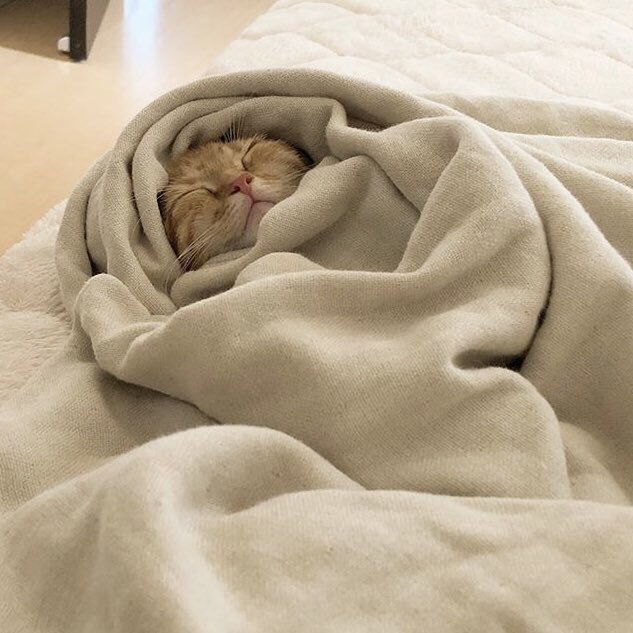 justcatposts:  ᶻᶻᶻ