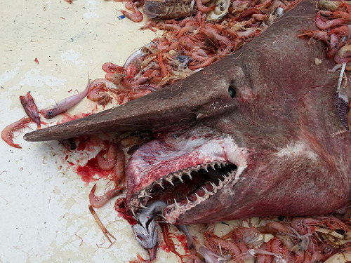 congenitaldisease:  A goblin shark of 18-20 feet long was captured by 63-year-old Carl Moore, a shrimp fisher, off the coast of Key West in Florida. This is only the second member of this species ever caught in the Gulf of Mexico.It should be noted that