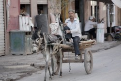 A man driving his donkey cart