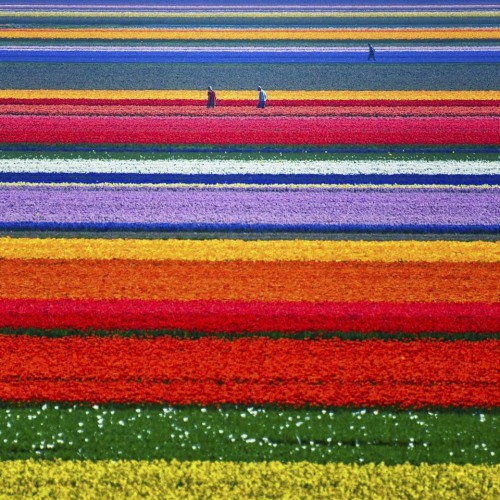 Champ de tulipes, Pays-Bas