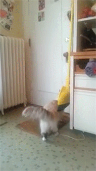 dollbun:  sakibatch:  botanycameos:  sizvideos:  Cat Welcomes Home Soldier - Video  It’s not just dogs that do this~ :D  AWE THIS IS THE CUTEST THING  SO CUTE  i just kept staring at the gif where the cat jumps into his arms~