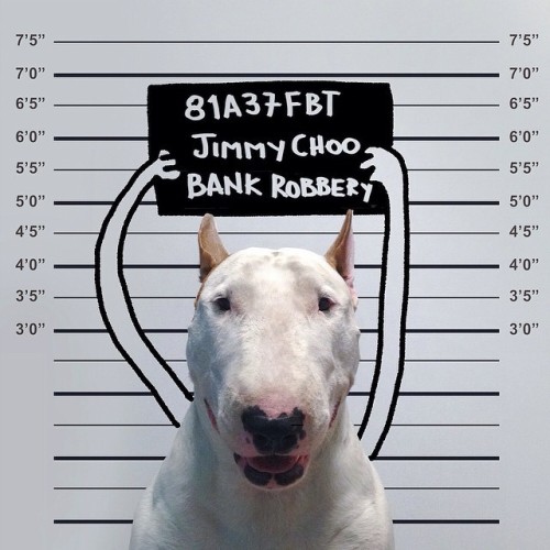 Bull terrier, always the original favorite. 