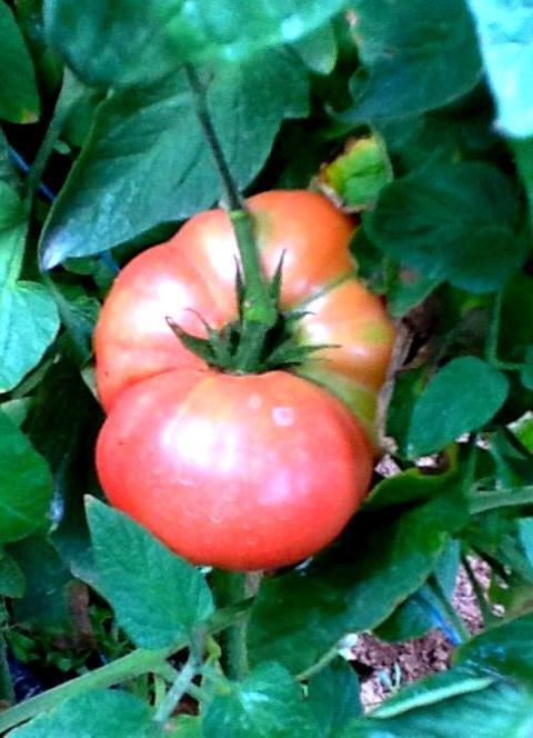 Cooking Basics: Garden Pasta Sauce