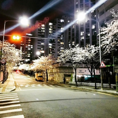 Les cerisiers en fleurs à Séoul la nuit. Cherry blossom by night, Seoul #korea #korean #seoul #corée