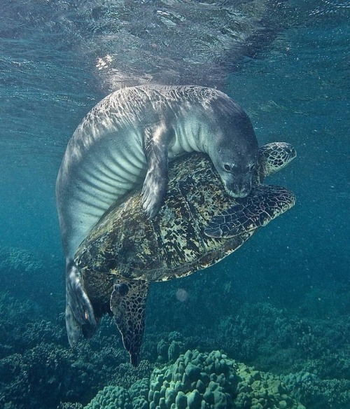 whalelifeus:A rare interaction between a Hawaiian monk seal and a green turtle at Olowalu beach, #Ha