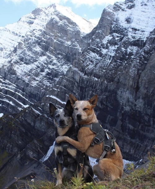 thefingerfuckingfemalefury:between-stars-and-waves:thefingerfuckingfemalefury:Adventure Doges!:-DGoi