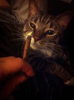 the-stoner-sage:  The homie loves to chill