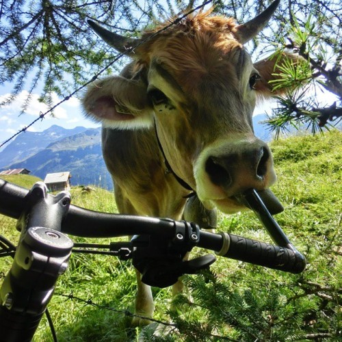 thebicycletree: #mtb#mountainbike #mountains #bike#fahrrad#bike#biketour #bicycle#swiss #suisse#schw