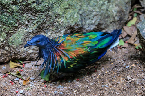 natural–blues: hollowedskin:  misteakenlyhere:  fozmeadows:  boredpanda:    Meet The Closest Living Relative To The Extinct Dodo Bird With Incredibly Colorful Iridescent Feathers    @elodieunderglass a VERY important birb  @hollowedskin  I LOVE HIM