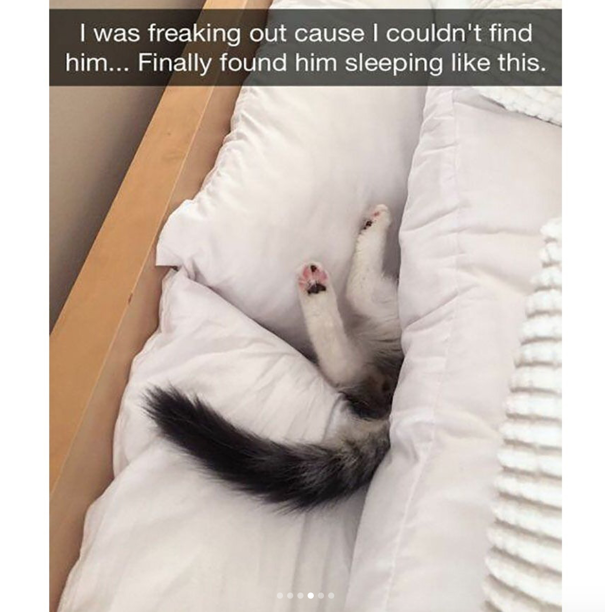 babyanimalgifs:Cat snaps