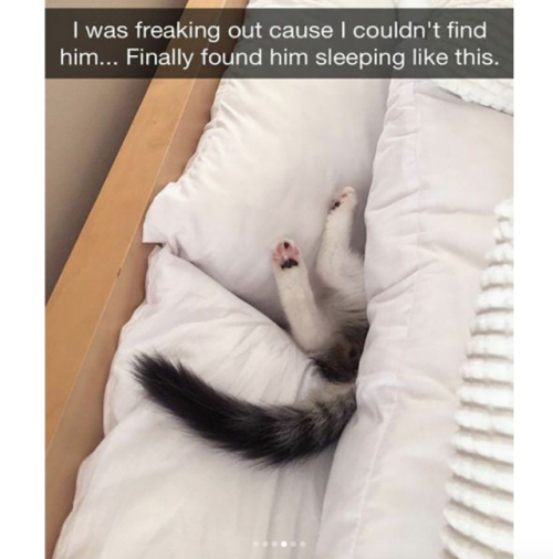 kitvinslakte: babyanimalgifs:Cat snaps I’m on mobile so only the last one will load and oh my 