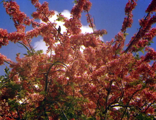 365filmsbyauroranocte:   The River (Jean Renoir, 1951)  