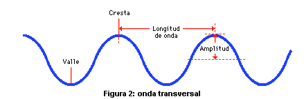 ONDAS LONGITUDINALES Y TRANSVERSALES — ALGUNOS EJEMPLOS DE ONDAS  TRANSVERSALES