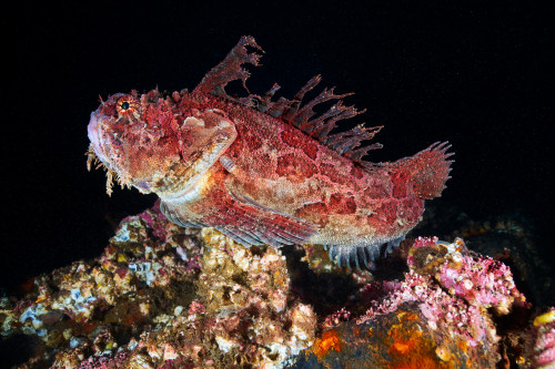 end0skeletal-undead: 1. Red King Crab, Paralithodes camtschaticus2. Japanese Warbonnet, Chirolophis 