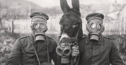 German soldiers and their mule wearing gas