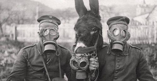 Porn Pics German soldiers and their mule wearing gas