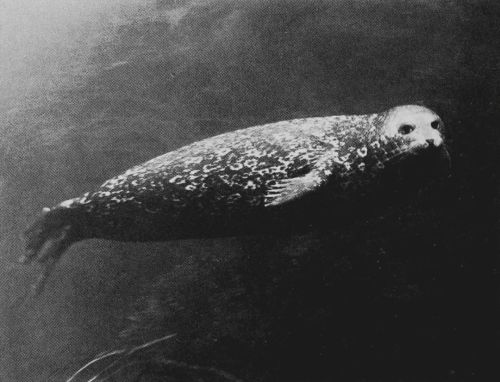 equatorjournal:  The harbor seal, here seen