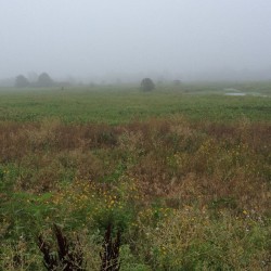 deadbytheroad:  It’s July? #swamp #nature