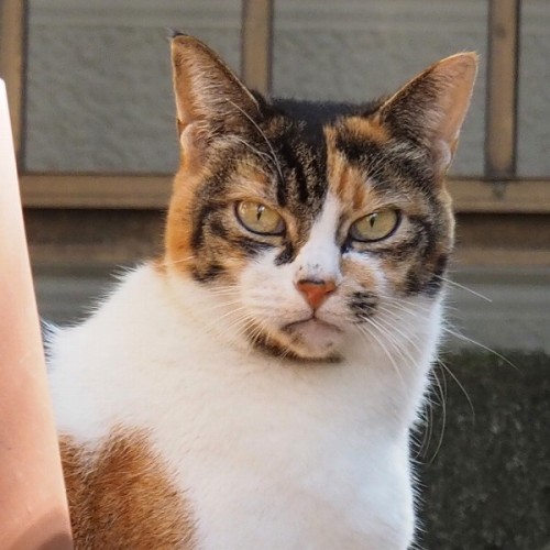 凛々しいい表情の三毛さん。イケメンですねぇ～　メスだけど…（汗）A calico cat with a good-looking. Hottie eh. But she is a female.