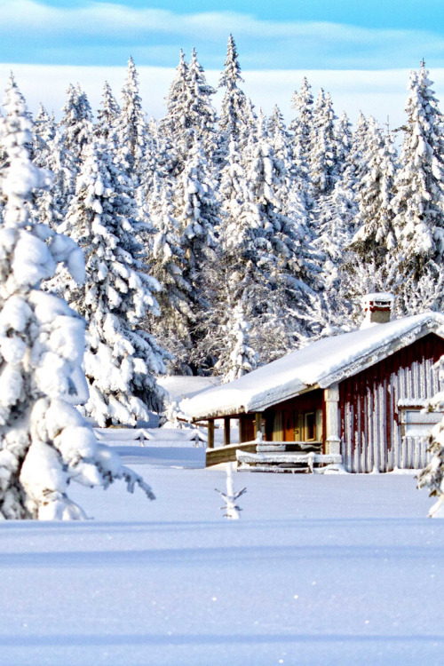 l0stship:  Winter contemplation.... - by Per Ottar Walderhaug  