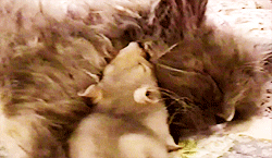 adablaine-archive-deactivated20:  mouse cuddles up with kitten [x] 