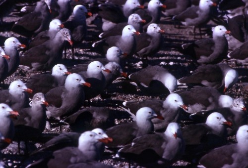 Heermann’s Gull (Larus heermanni)© Van Remsen