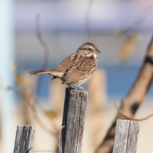 Song SparrowBrooklyn Bridge Park, Pier 6